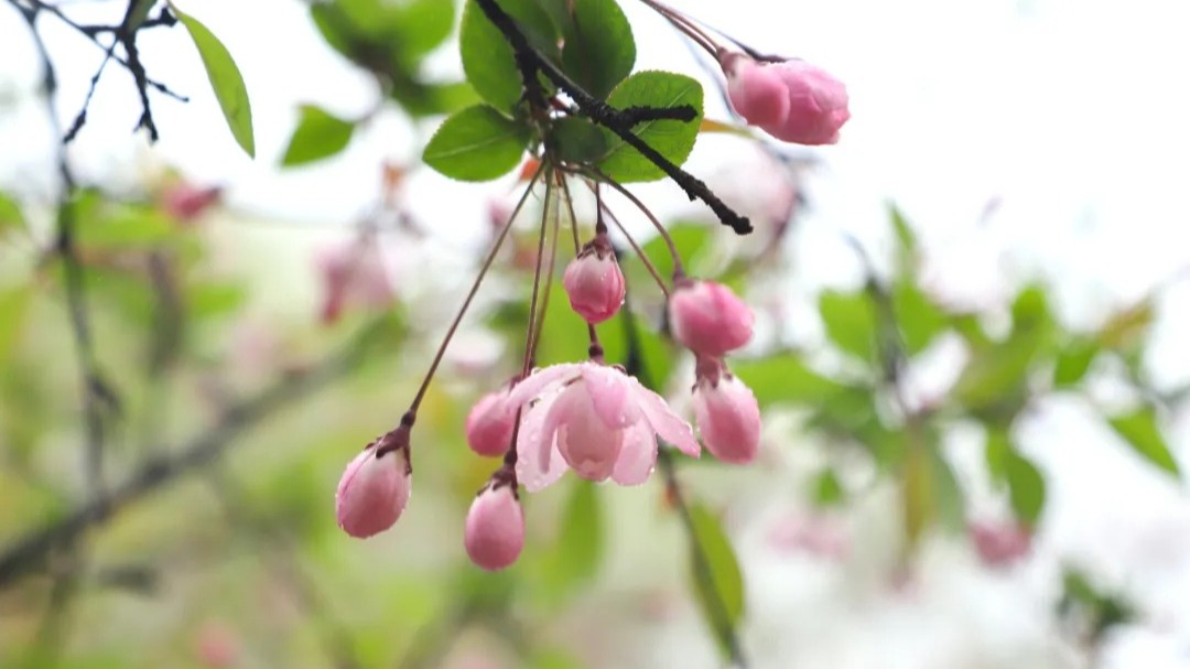 定格| 雨生百谷，万物逢时