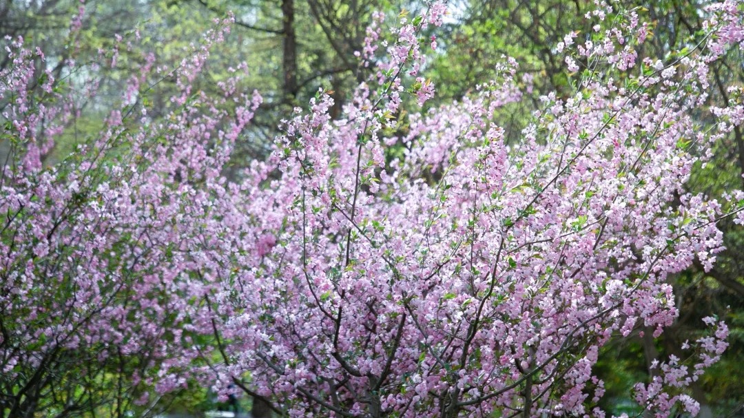交大微节气｜谷雨春光晓，山川黛色青