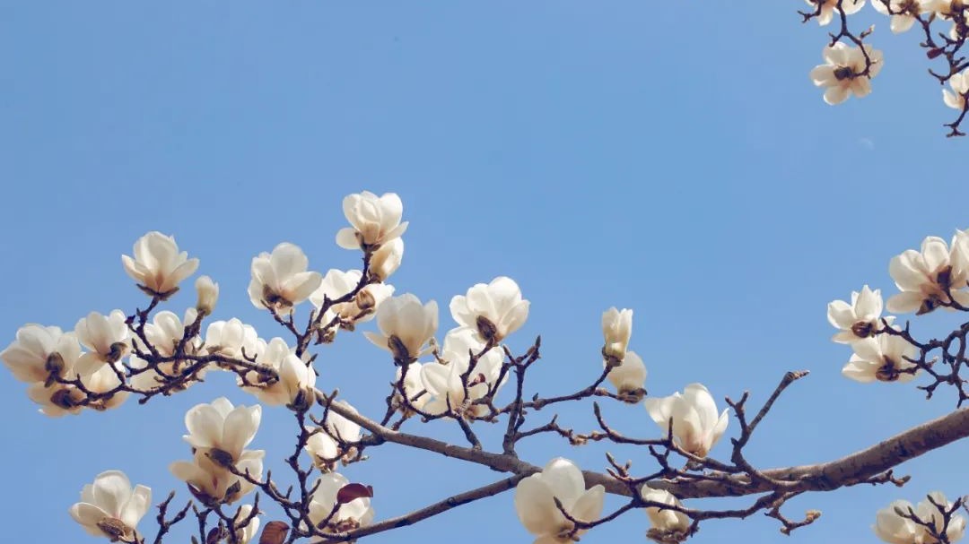 定格｜开好花的玉兰，就有了美的语言