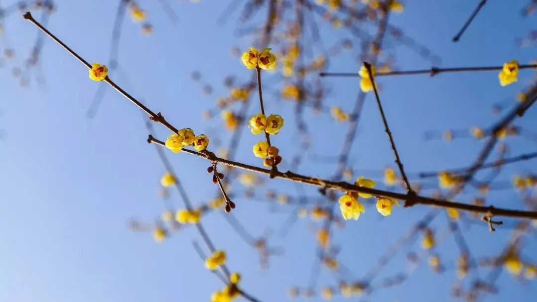 定格| 这花不仔细看，真就错过了