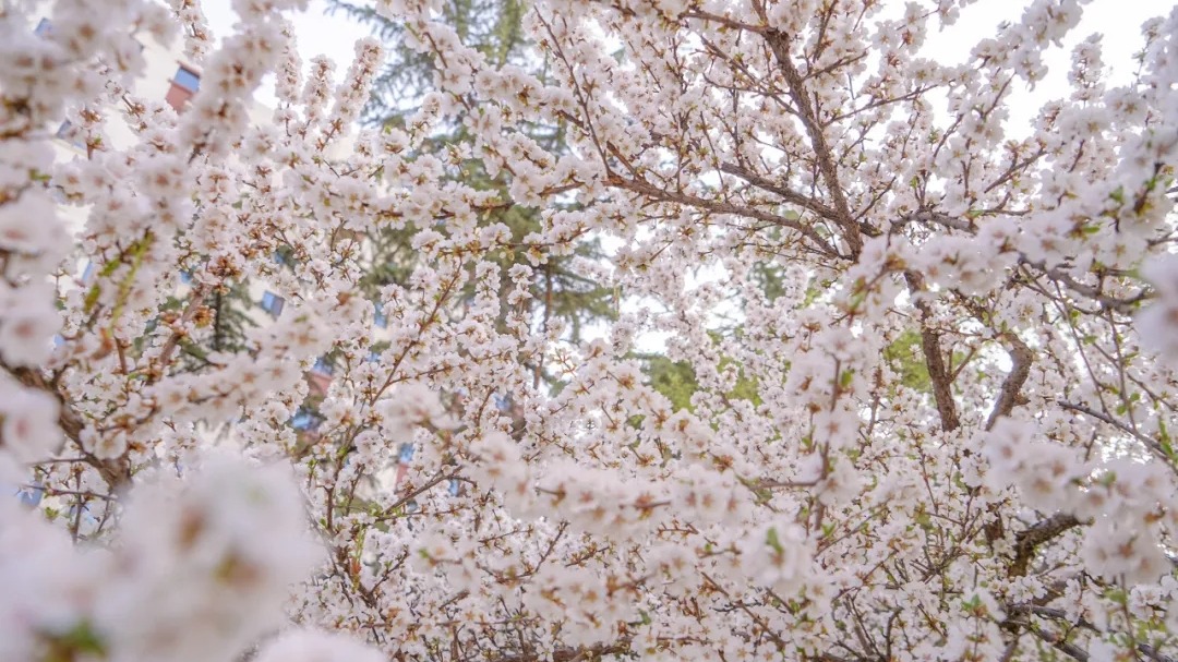 定格| 春和景明，万物更新