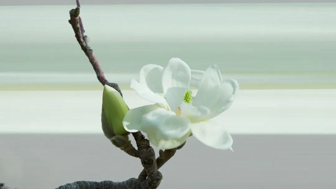 定格| 又到交大玉兰季